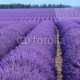 valensole provenza francia campi di lavanda fiorita, 250x250, Papel Pared, , Original, Todo color