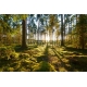 Sunrise in pine forest, 300x200, Papel Pared, , Original, Todo color