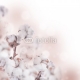 Flowers mature cotton on a white background, 250x250, Papel Pared, , Original, Todo color
