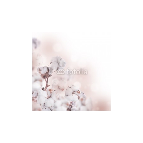 Flowers mature cotton on a white background, 250x250, Papel Pared, , Original, Todo color
