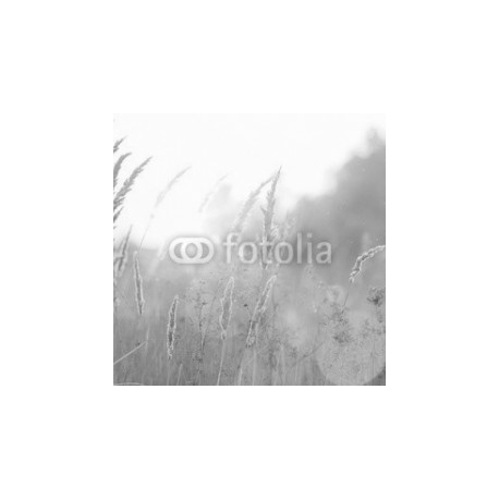 Art autumn sunny nature background, 250x250, Vinilo Adhesivo, , Original, Blanco y negro