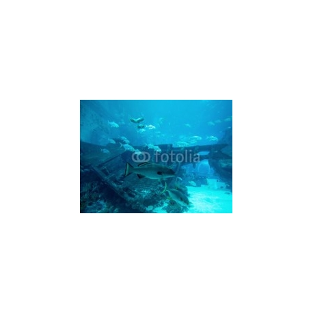 Many fishes in big blue aquarium. Beautiful underwater in aquarium, 334x250, Papel Pared, , Original, Todo color