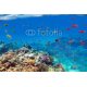 Underwater coral reef with horizon and water waves, 152x100, Papel Pared, , Original, Todo color