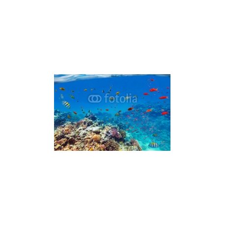 Underwater coral reef with horizon and water waves, 152x100, Papel Pared, , Original, Todo color