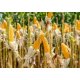 close up corn field on crop plant for harvesting, 100x70, Forex (PVC), Forex (PVC) 3 mm. , Original, Todo color