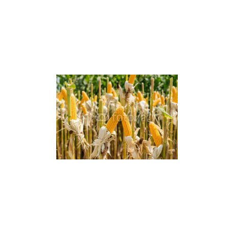 close up corn field on crop plant for harvesting, 100x70, Forex (PVC), Forex (PVC) 3 mm. , Original, Todo color