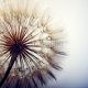 big dandelion on a blue background, 80x80, Cartón Pluma, 5MM, Original, Todo color