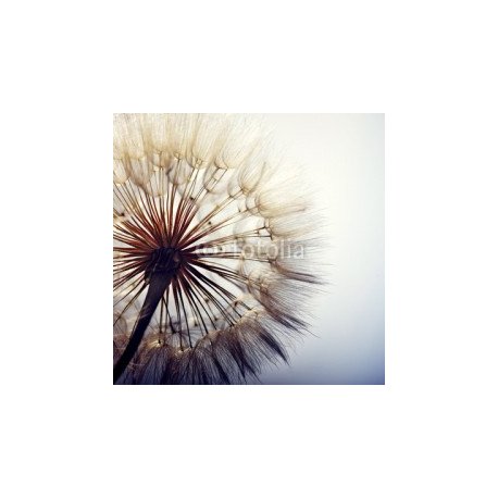 big dandelion on a blue background, 80x80, Cartón Pluma, 5MM, Original, Todo color