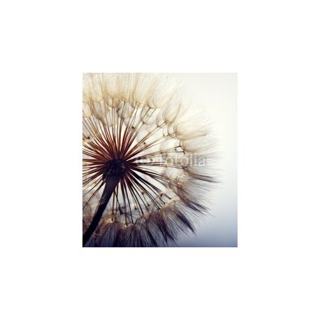 big dandelion on a blue background, 80x90, Cartón Pluma, 5MM, Original, Todo color