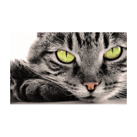 Fotomural personalizado, 123x76, Vinilo Adhesivo, Sin Laminado (3 años garantía en exterior/interior), Original, Todo color