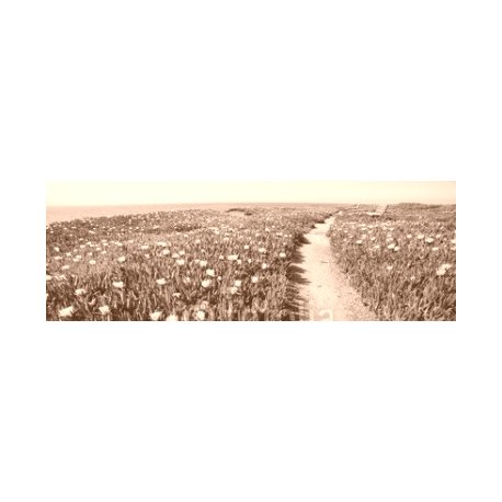 Seaside path, 350x120, Papel Pared, Acabado LISO, Original, Sepia