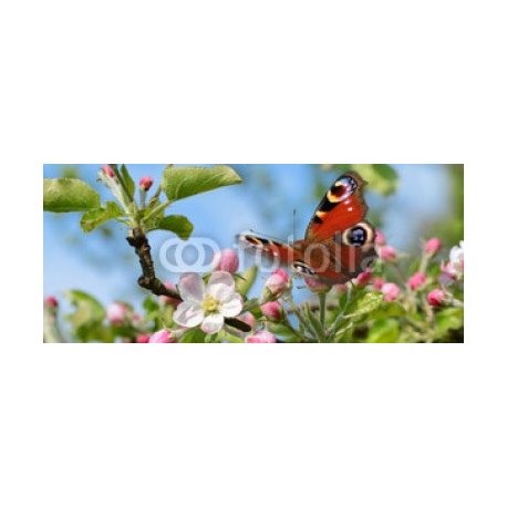 Frühling 427, 140x60, Vinilo Adhesivo, Laminado Mate (protección arañazos y rayos UVI), Original, Todo color