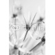 Black and white flower, 127x190, Papel Pared, Acabado LIENZO, Original, Blanco y negro