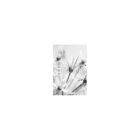 Black and white flower, 127x190, Papel Pared, Acabado LIENZO, Original, Blanco y negro