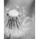 Black and white dandelion missing seeds close up, 160x200, Cartón Pluma, 5MM, Original, Blanco y negro
