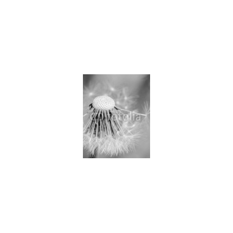 Black and white dandelion missing seeds close up, 160x200, Cartón Pluma, 5MM, Original, Blanco y negro