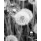Blooming dandelions on a meadow, 160x200, Cartón Pluma, 5MM, Original, Blanco y negro