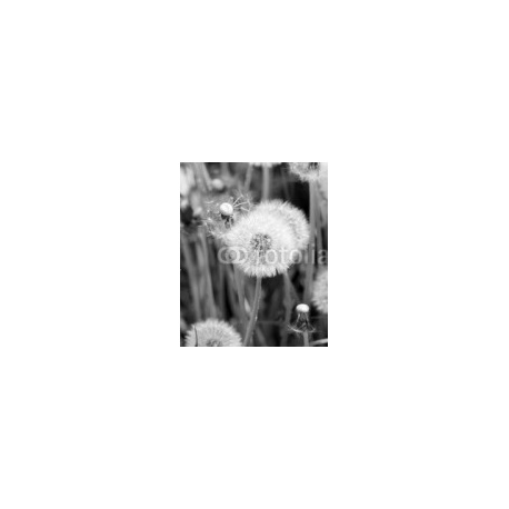 Blooming dandelions on a meadow, 160x200, Cartón Pluma, 5MM, Original, Blanco y negro