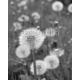 Pusteblume oder Löwenzahn, 160x200, Cartón Pluma, 5MM, Original, Blanco y negro