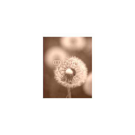 Beautiful close up image of dandelion seed head on lush green background, 160x200, Cartón Pluma, 5MM, Original, Sepia