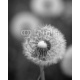 Beautiful close up image of dandelion seed head on lush green background, 160x200, Cartón Pluma, 5MM, Original, Blanco y negro