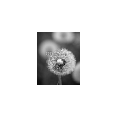 Beautiful close up image of dandelion seed head on lush green background, 160x200, Cartón Pluma, 5MM, Original, Blanco y negro