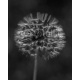 dandelion close up, 160x200, Forex (PVC), Forex (PVC) 3 mm. , Original, Blanco y negro