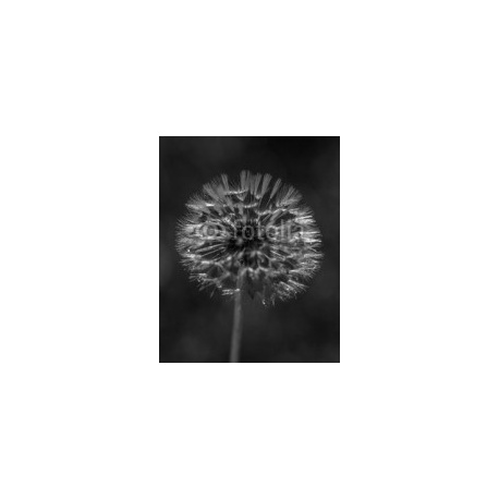 dandelion close up, 160x200, Forex (PVC), Forex (PVC) 3 mm. , Original, Blanco y negro