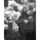 anemone, 160x200, Forex (PVC), Forex (PVC) 5 mm. , Original, Blanco y negro