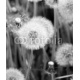 Blooming dandelions on a meadow, 150x180, Forex (PVC), Forex (PVC) 5 mm. , Original, Blanco y negro