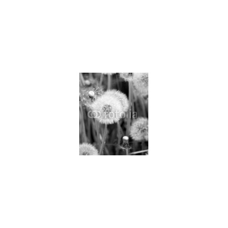 Blooming dandelions on a meadow, 150x180, Forex (PVC), Forex (PVC) 5 mm. , Original, Blanco y negro
