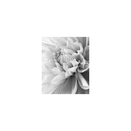 white dahlia and light, 150x180, Forex (PVC), Forex (PVC) 5 mm. , Original, Blanco y negro