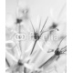 Black and white flower, 150x180, Forex (PVC), Forex (PVC) 5 mm. , Original, Blanco y negro
