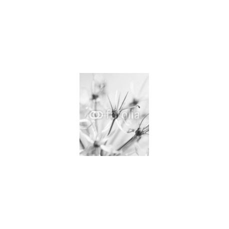 Black and white flower, 150x180, Forex (PVC), Forex (PVC) 5 mm. , Original, Blanco y negro
