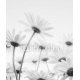Close up of white flowers daisies, 150x180, Forex (PVC), Forex (PVC) 5 mm. , Original, Blanco y negro