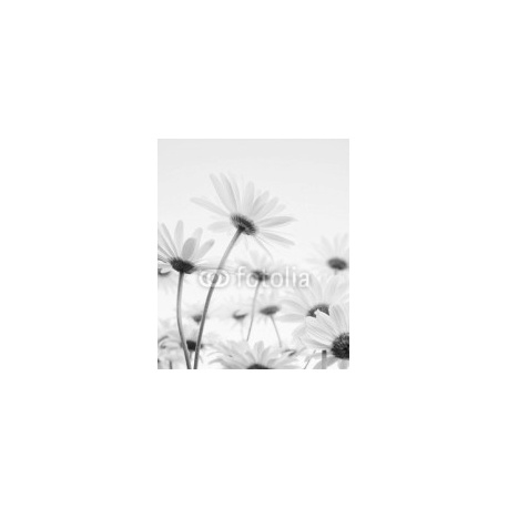 Close up of white flowers daisies, 150x180, Forex (PVC), Forex (PVC) 5 mm. , Original, Blanco y negro