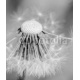 Black and white dandelion missing seeds close up, 150x180, Forex (PVC), Forex (PVC) 5 mm. , Original, Blanco y negro