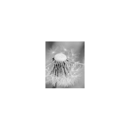 Black and white dandelion missing seeds close up, 150x180, Forex (PVC), Forex (PVC) 5 mm. , Original, Blanco y negro