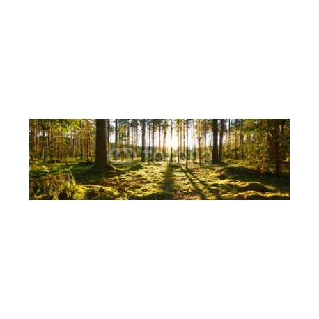 Sunrise in pine forest, 187x58, Vinilo Adhesivo, Laminado Brillo (protección arañazos y rayos UVI), Original, Todo color