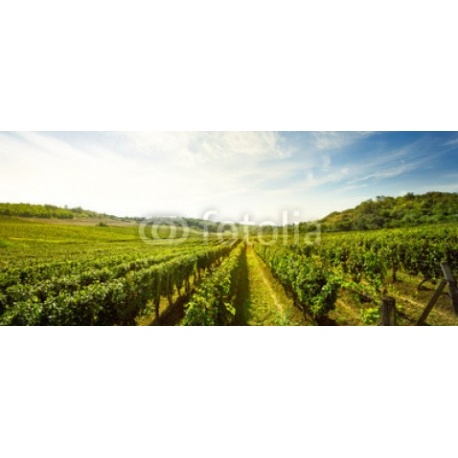 Vineyard, 175x75, Vinilo Adhesivo, Laminado Brillo (protección arañazos y rayos UVI), Original, Todo color
