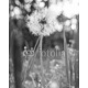 Dandelion, 160x200, Forex (PVC), Forex (PVC) 5 mm. , Original, Blanco y negro