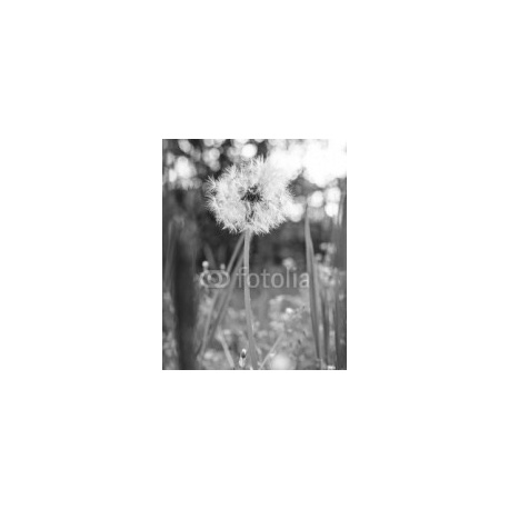Dandelion, 160x200, Forex (PVC), Forex (PVC) 5 mm. , Original, Blanco y negro
