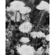 dandelion, 160x200, Forex (PVC), Forex (PVC) 5 mm. , Original, Blanco y negro