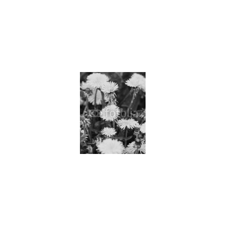 dandelion, 160x200, Forex (PVC), Forex (PVC) 5 mm. , Original, Blanco y negro