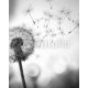 Dandelion In The Wind, 160x200, Forex (PVC), Forex (PVC) 5 mm. , Original, Blanco y negro