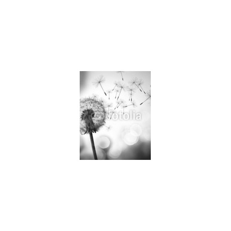 Dandelion In The Wind, 160x200, Forex (PVC), Forex (PVC) 5 mm. , Original, Blanco y negro