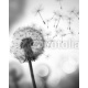 Dandelion In The Wind, 160x200, Forex (PVC), Forex (PVC) 5 mm. , Original, Blanco y negro