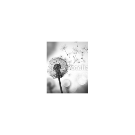 Dandelion In The Wind, 160x200, Forex (PVC), Forex (PVC) 5 mm. , Original, Blanco y negro