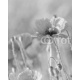 Poppy in a meadow, 160x200, Forex (PVC), Forex (PVC) 5 mm. , Original, Blanco y negro