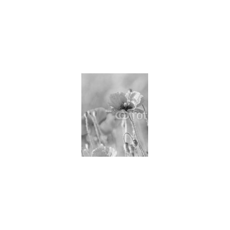 Poppy in a meadow, 160x200, Forex (PVC), Forex (PVC) 5 mm. , Original, Blanco y negro